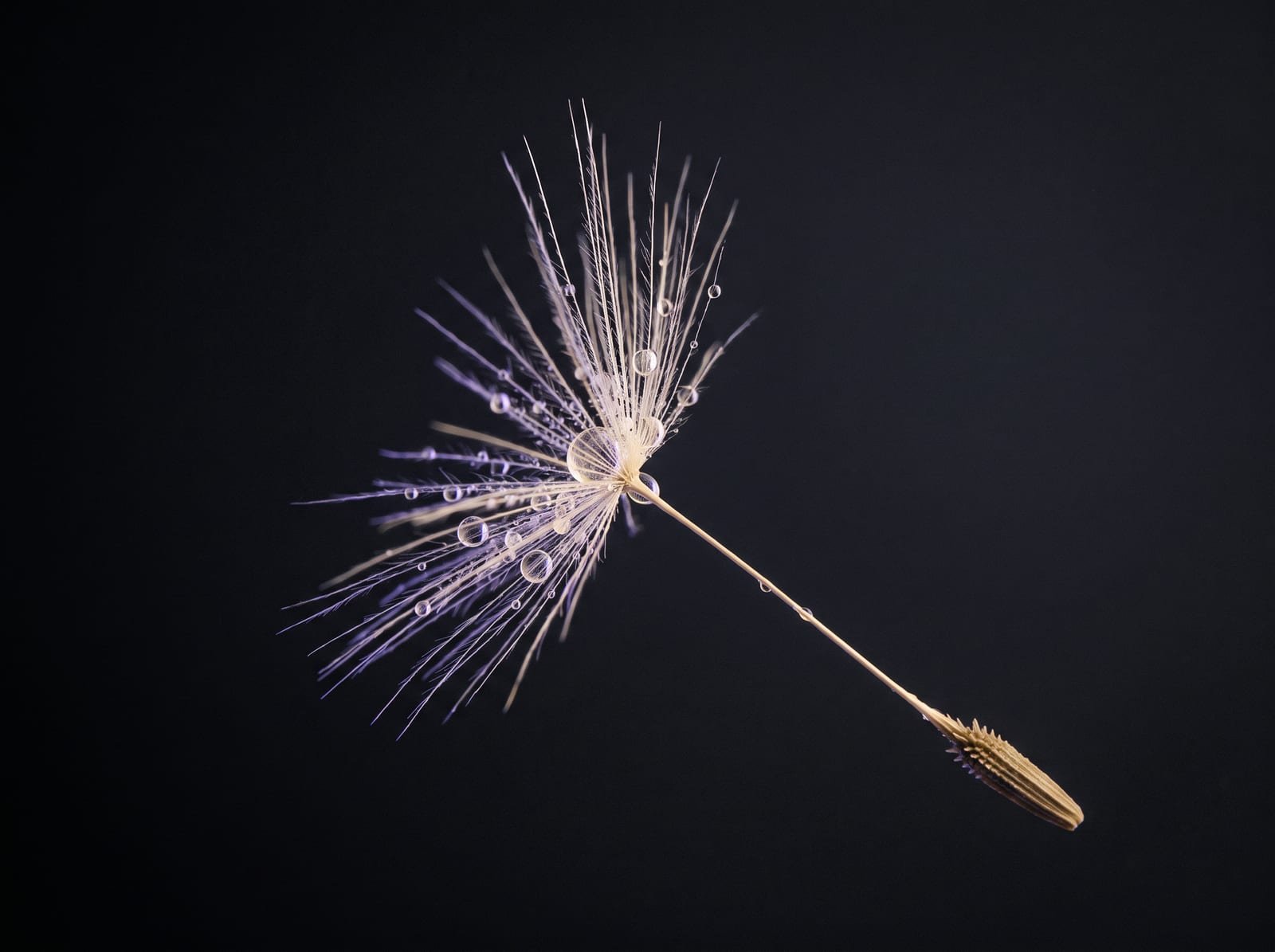 Macro de una semilla de diente de león con gotas de rocío